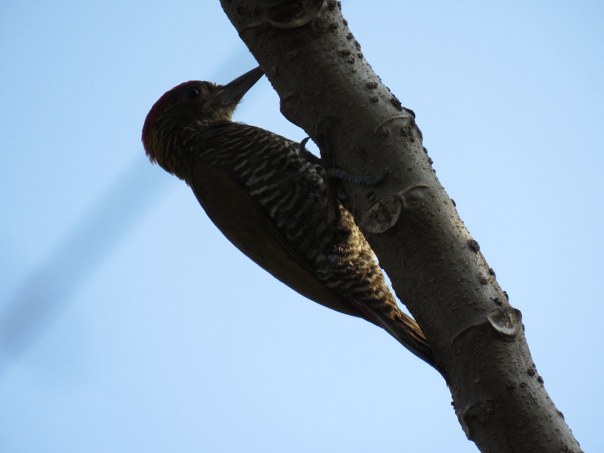 Red-rumped Woodpecker - Alec Humann