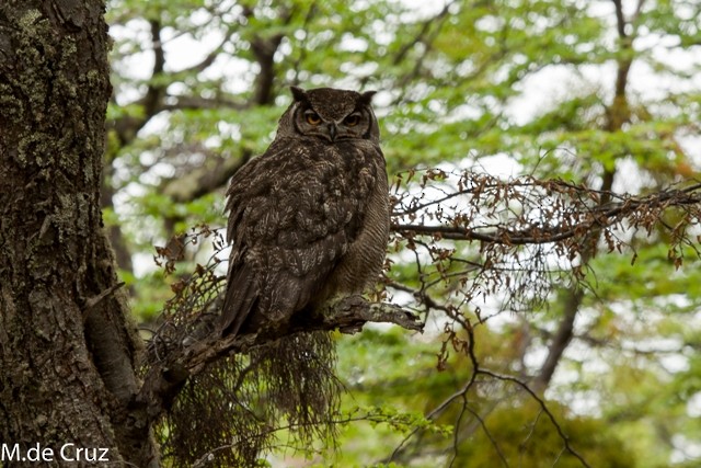 Lesser Horned Owl - ML26548761