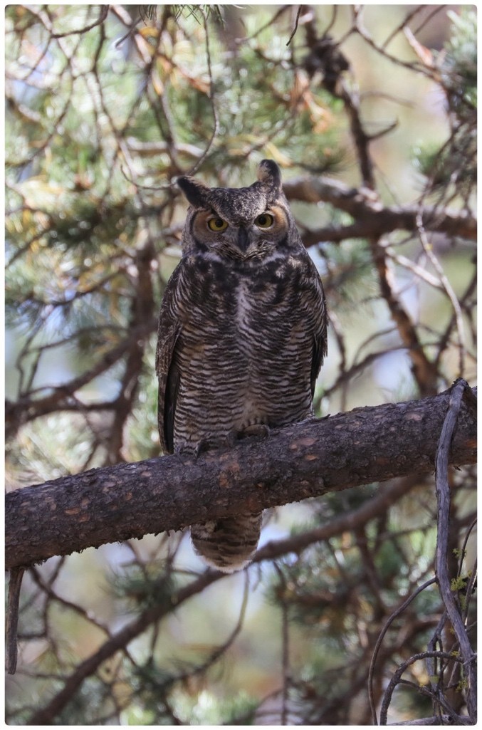 Great Horned Owl - ML265489141