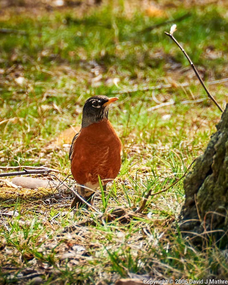 eBird Checklist - 17 Apr 2008 - 01 New Jersey, Skillman, home - 1 species