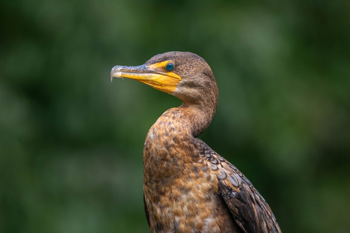 Double-crested Cormorant - Patricia Verbovszky