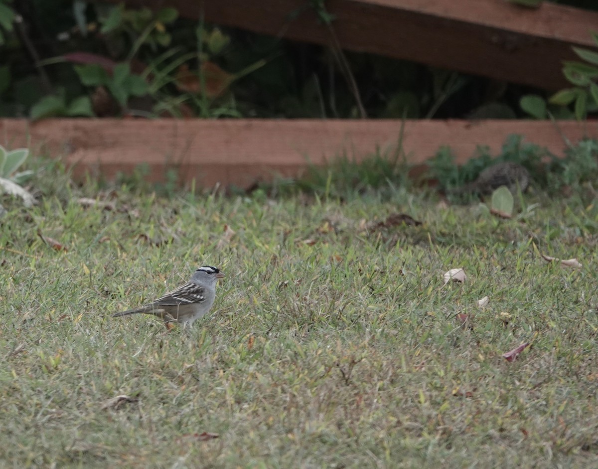 White-crowned Sparrow - ML265511531