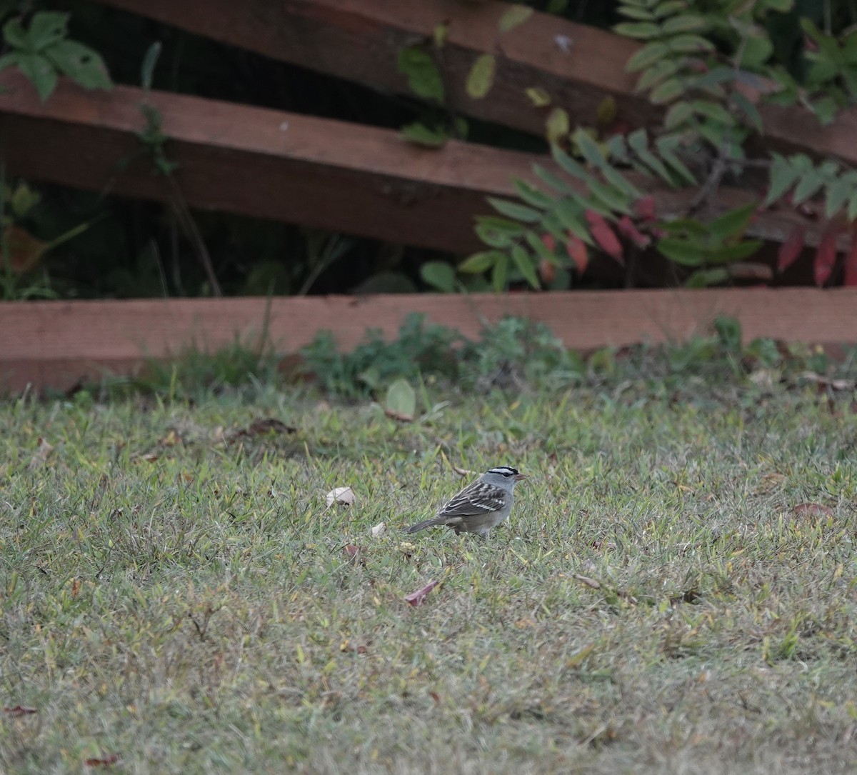White-crowned Sparrow - ML265511811