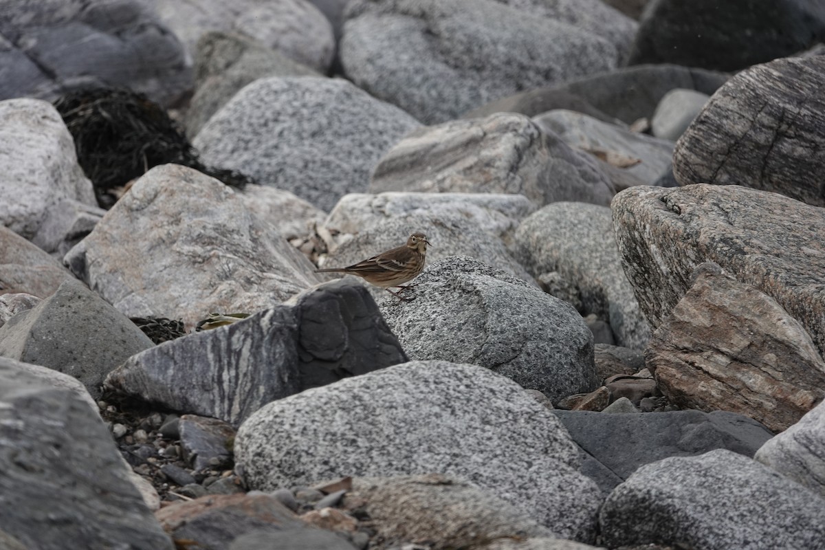 American Pipit - Jeanne-Marie Maher