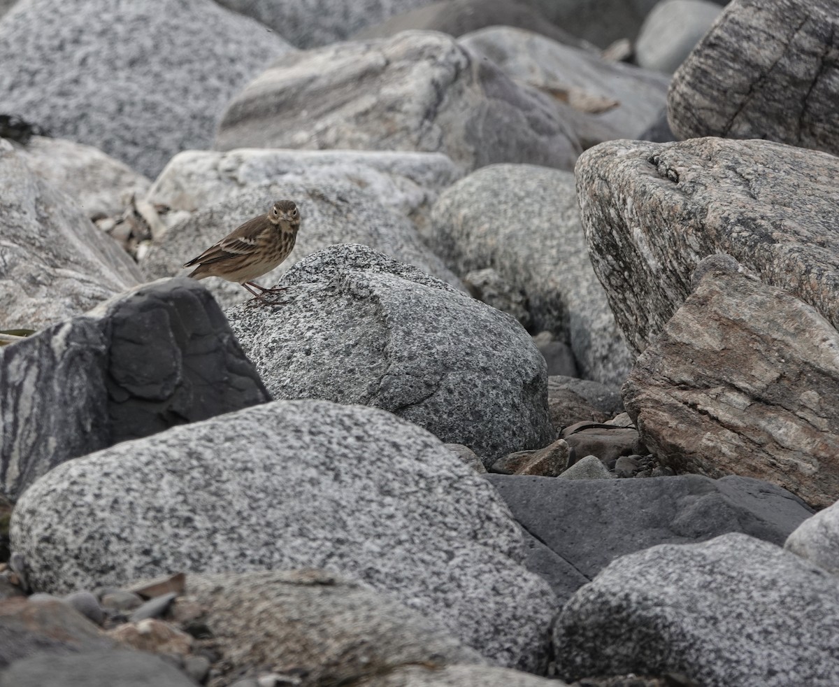 American Pipit - Jeanne-Marie Maher