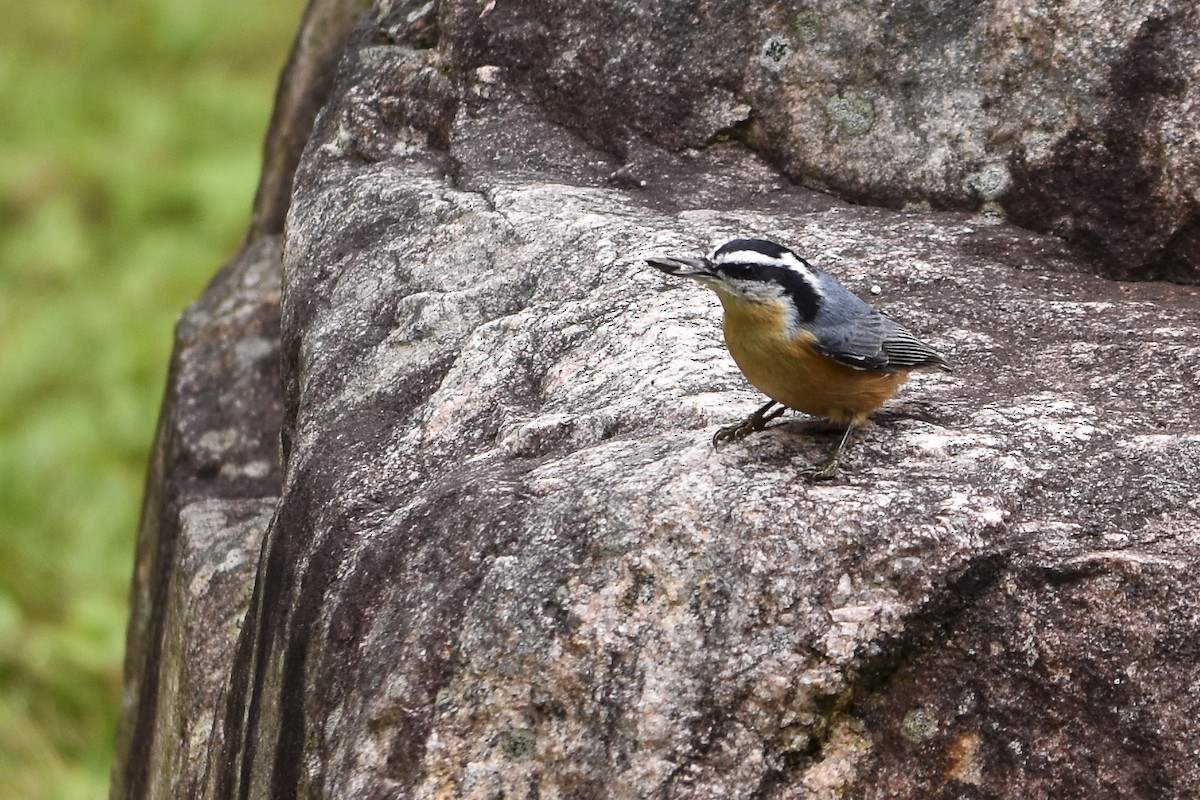 Red-breasted Nuthatch - ML265515701