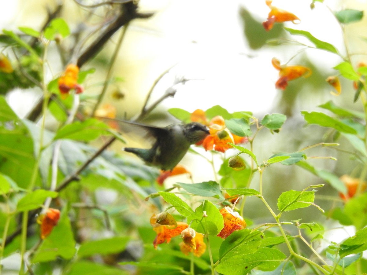 Ruby-throated Hummingbird - ML265518721