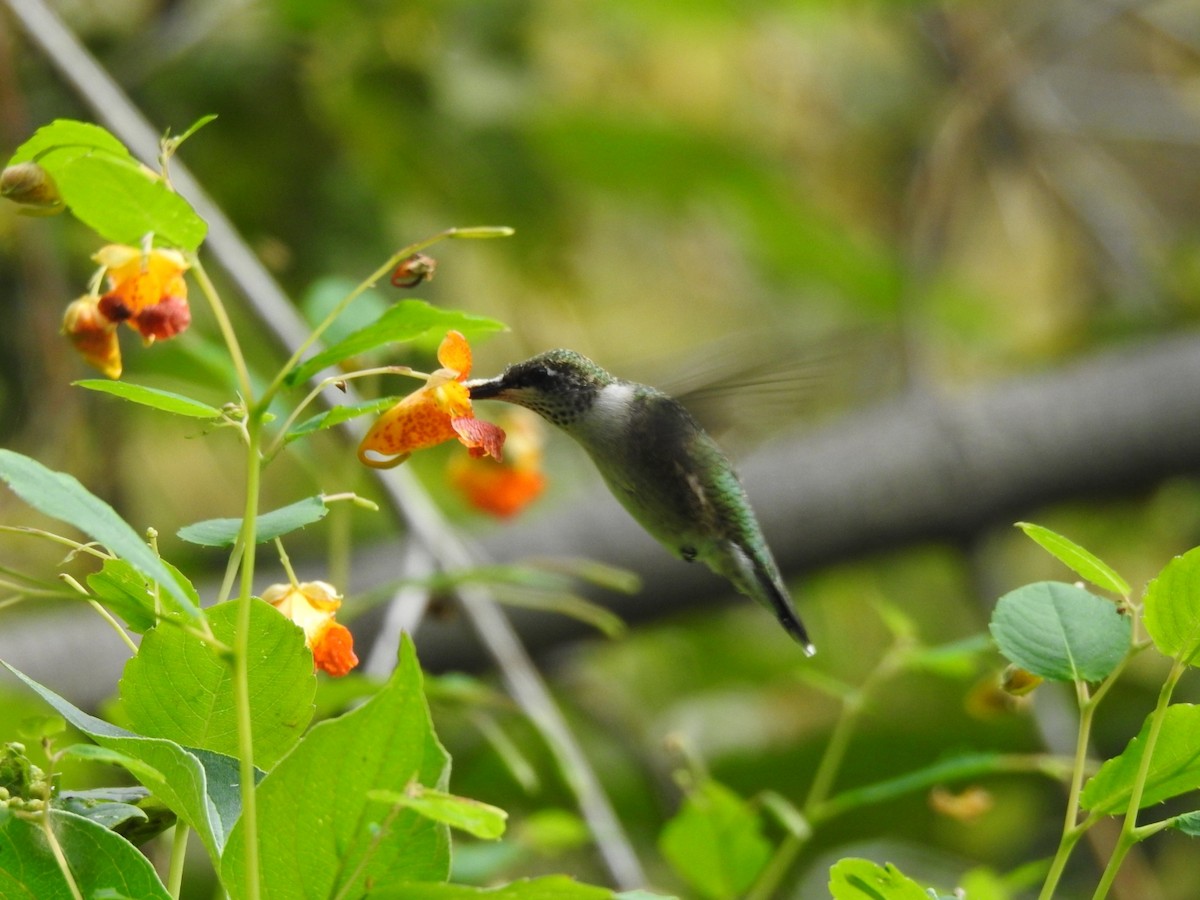 Ruby-throated Hummingbird - ML265518731