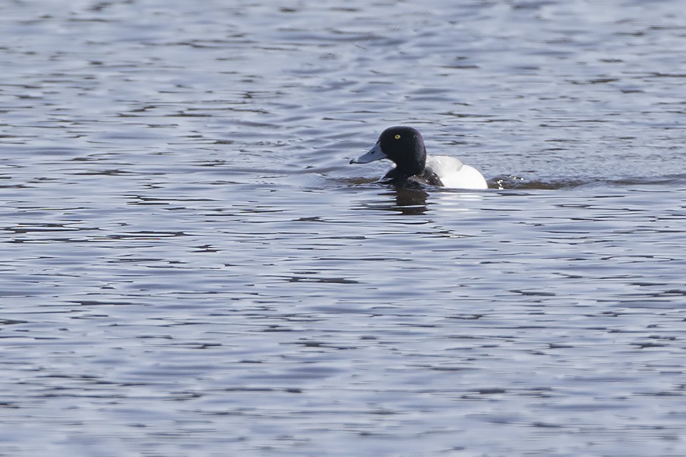 Greater Scaup - Jeff Dyck