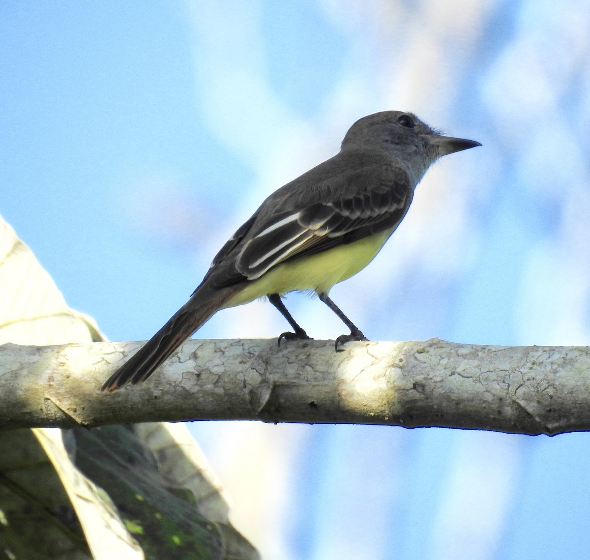 Great Crested Flycatcher - ML265521261