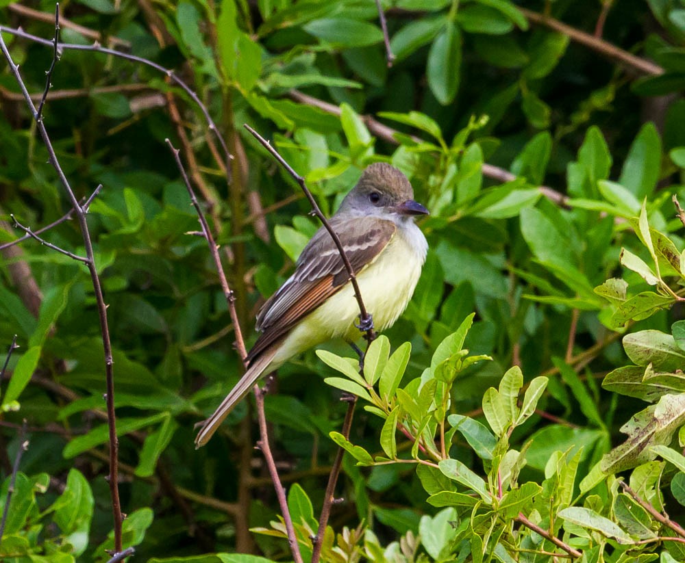 Great Crested Flycatcher - ML26552521