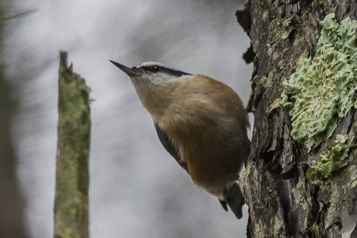 Red-breasted Nuthatch - ML265527901