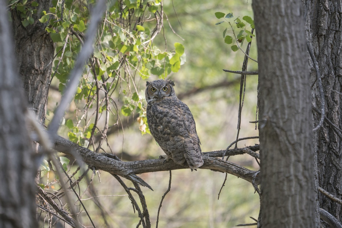 Great Horned Owl - ML265529151