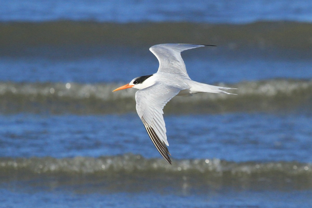 Elegant Tern - Kent Forward