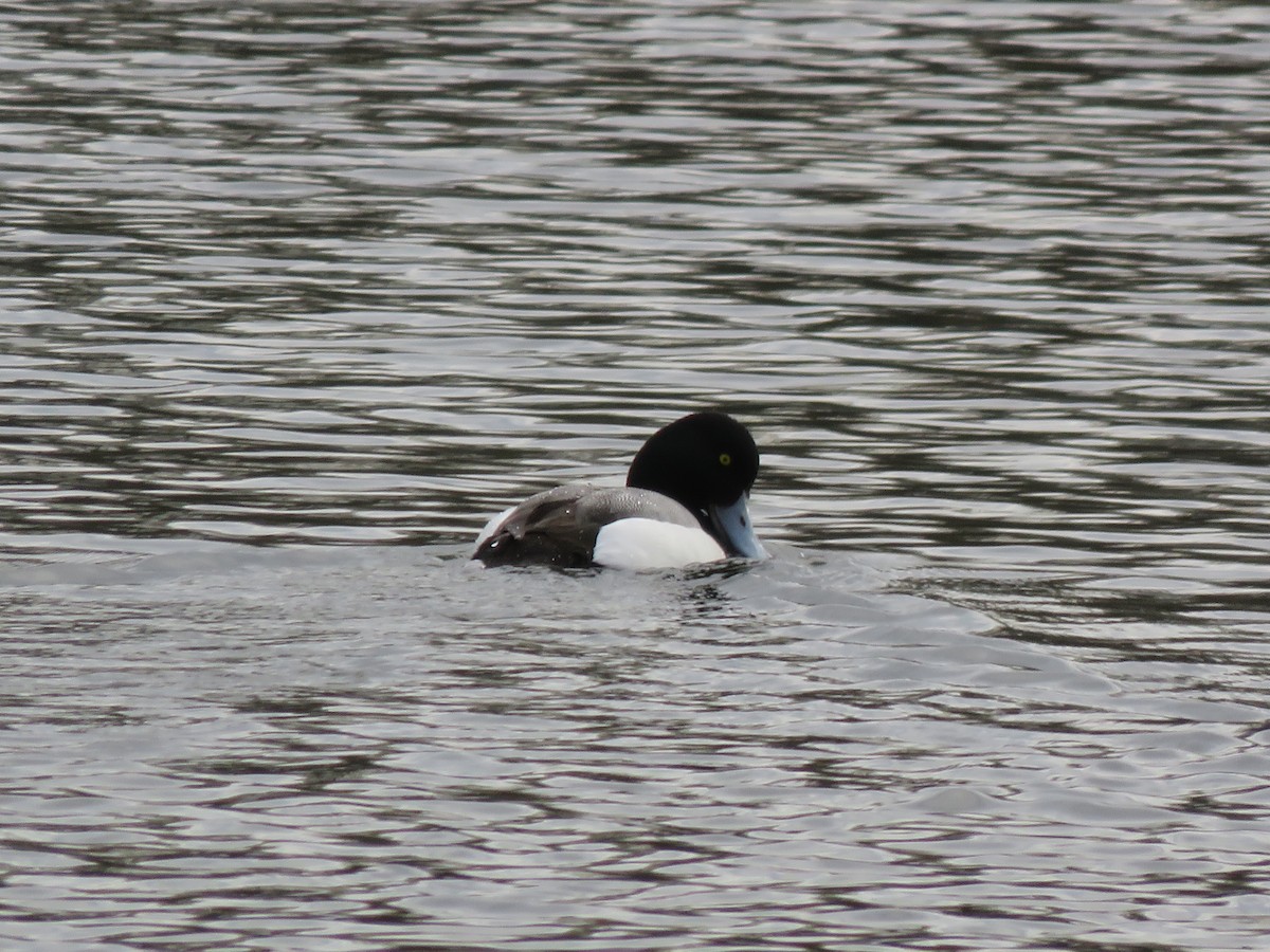 Greater Scaup - ML26553231