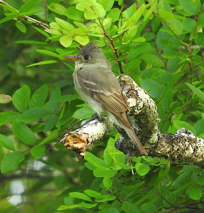 Greater Pewee - ML26553431