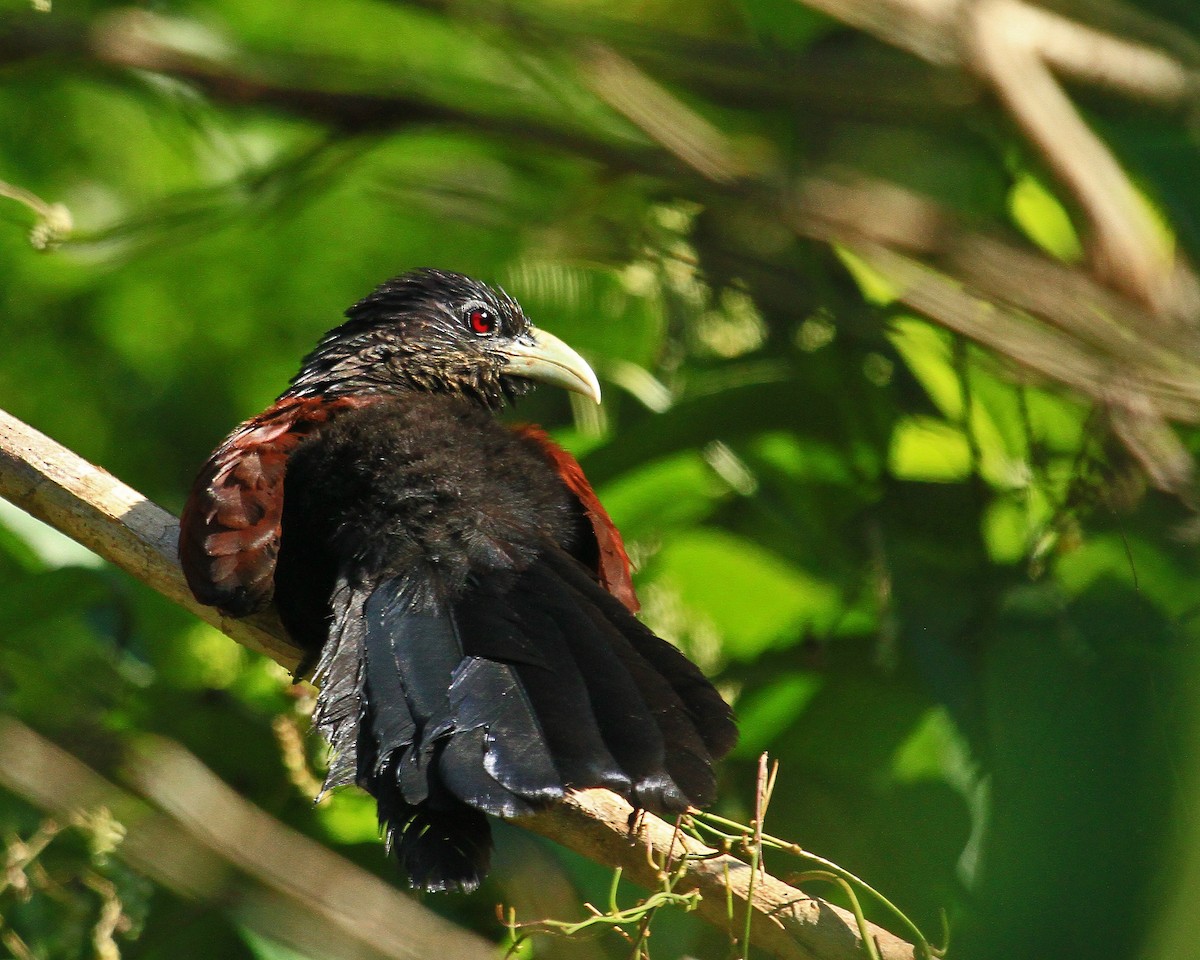 Green-billed Coucal - ML26553721