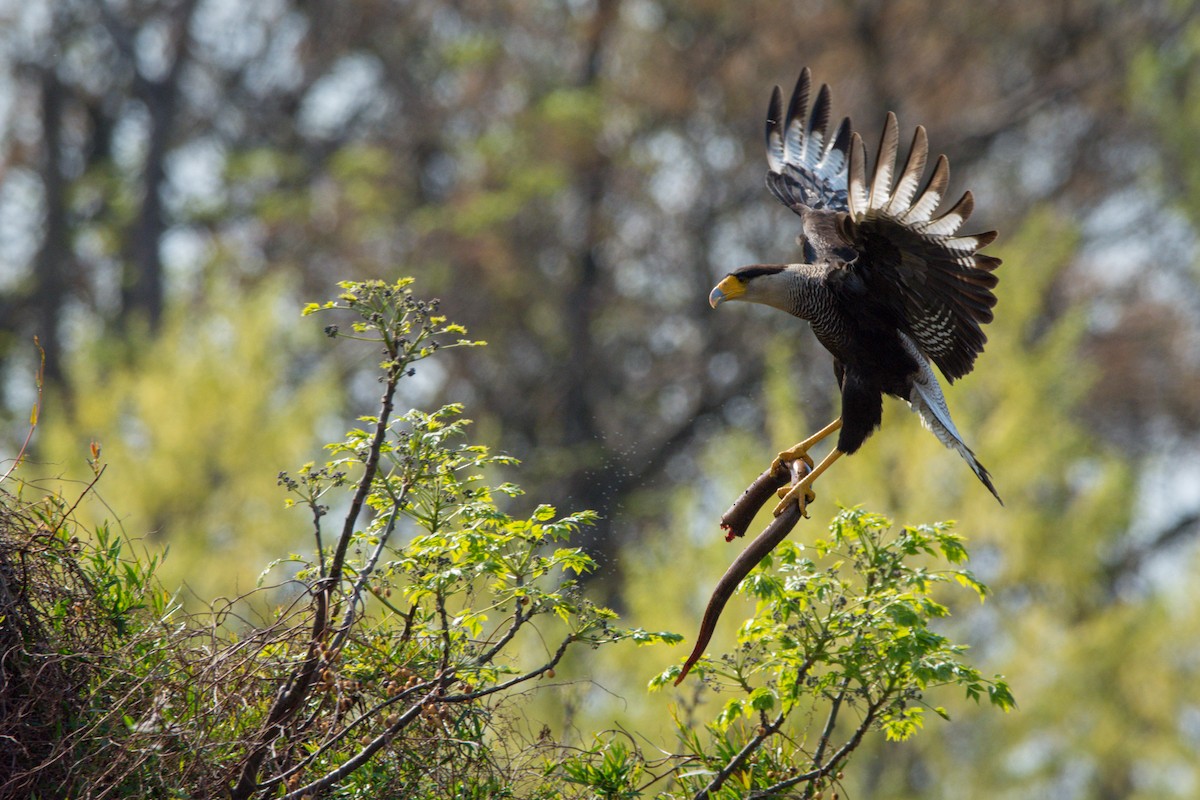 Crested Caracara (Southern) - ML265538241