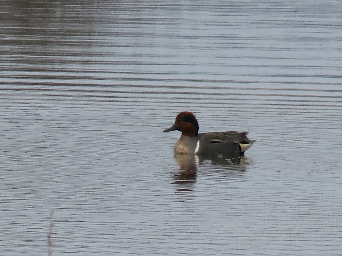 Green-winged Teal - ML26553911