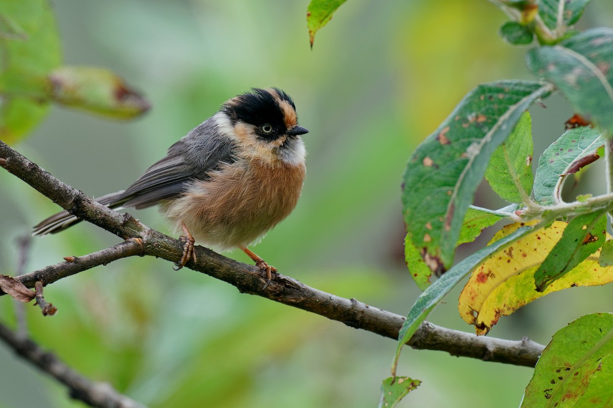 Black-browed Tit (Rufous-fronted) - ML265541161