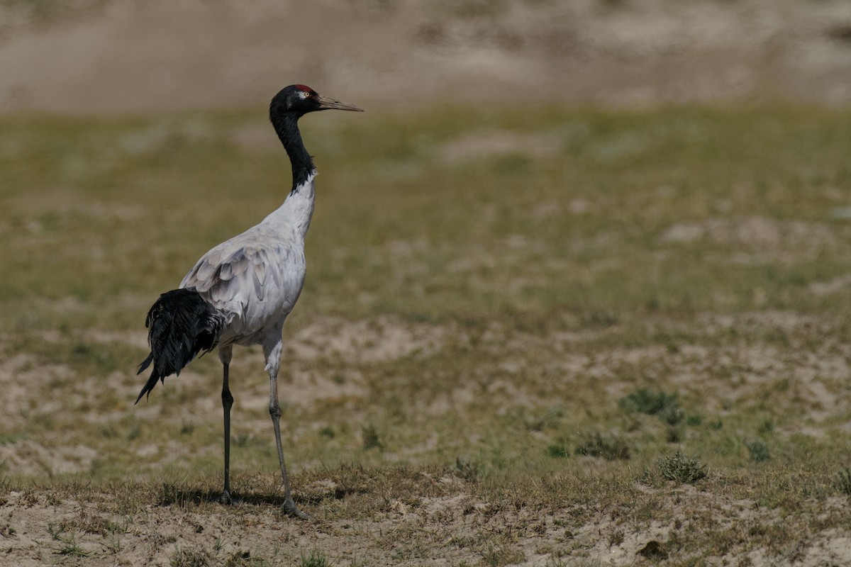 Black-necked Crane - ML265548281