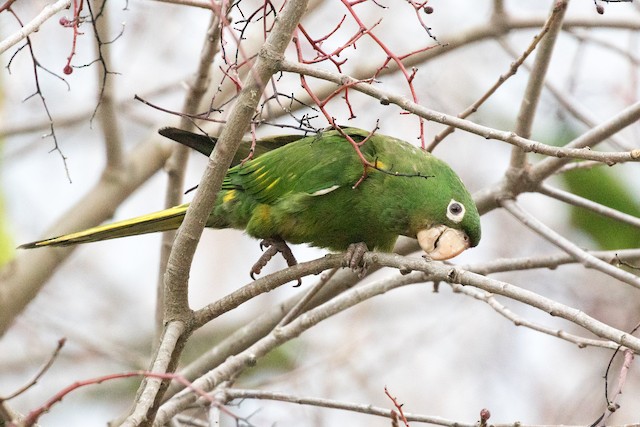 オウム目 インコ科 小さな種 Ebird