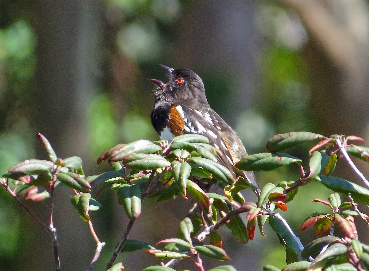 Spotted Towhee - ML26555761