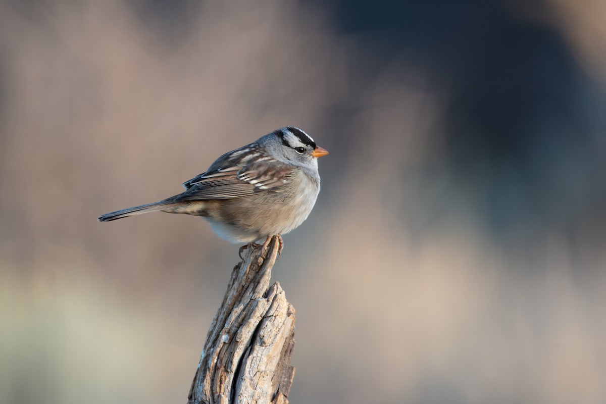 White-crowned Sparrow - Neil Bjorklund