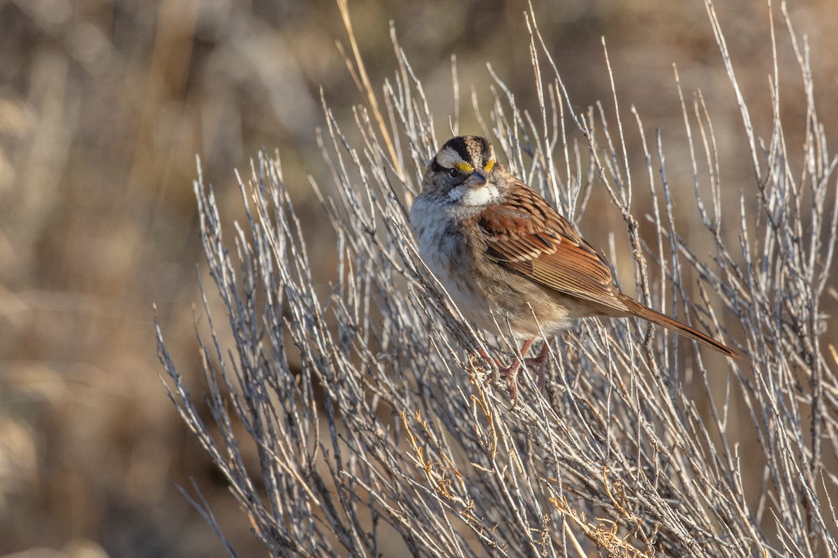 White-throated Sparrow - Neil Bjorklund