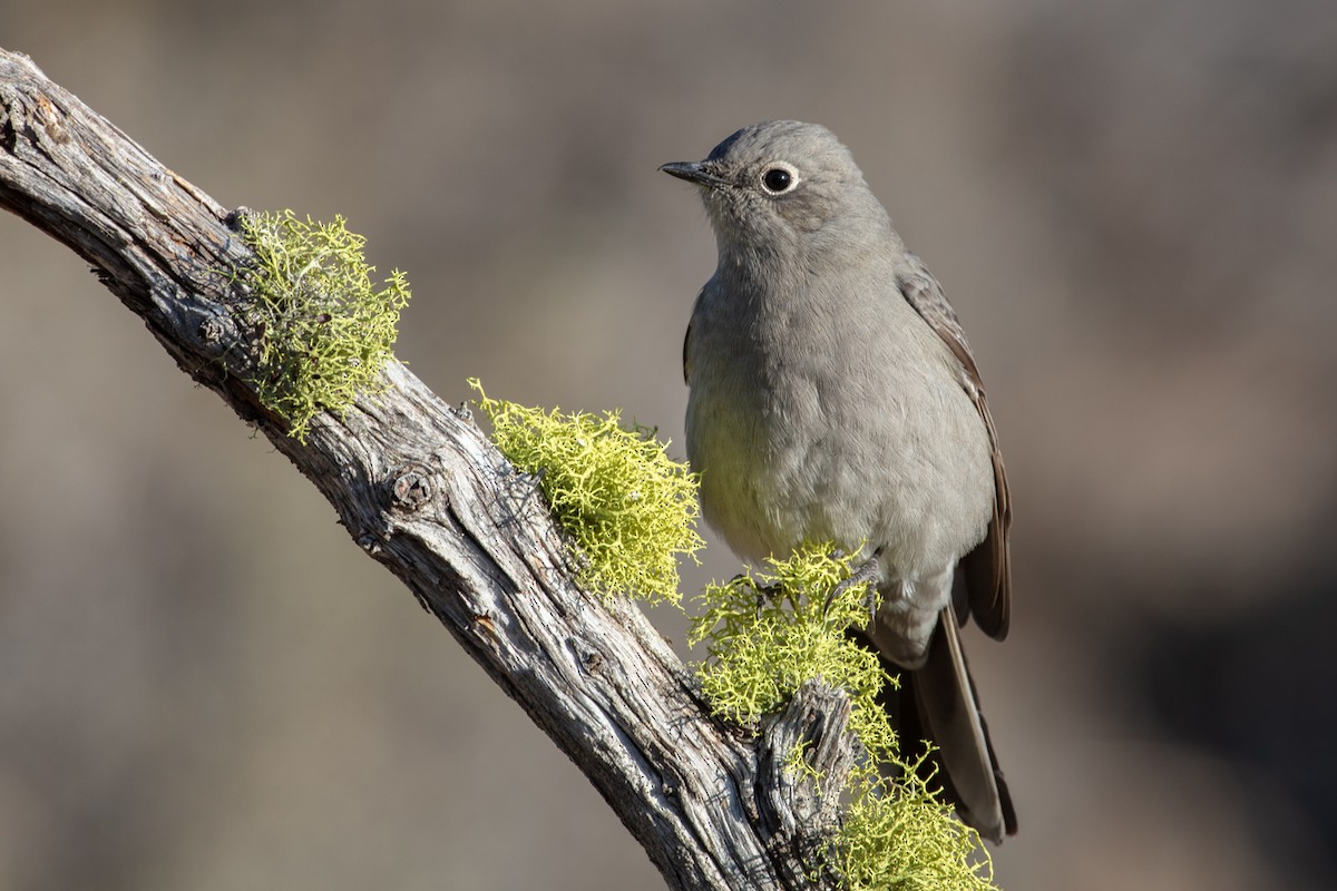 Townsend's Solitaire - ML265558981