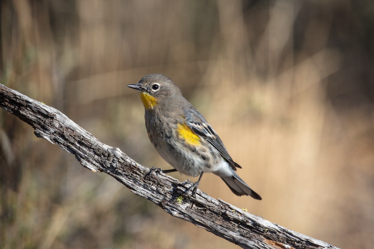 Yellow-rumped Warbler - Neil Bjorklund