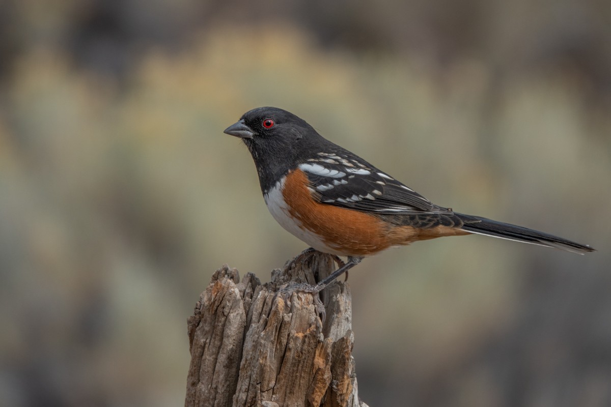 Spotted Towhee - ML265560601