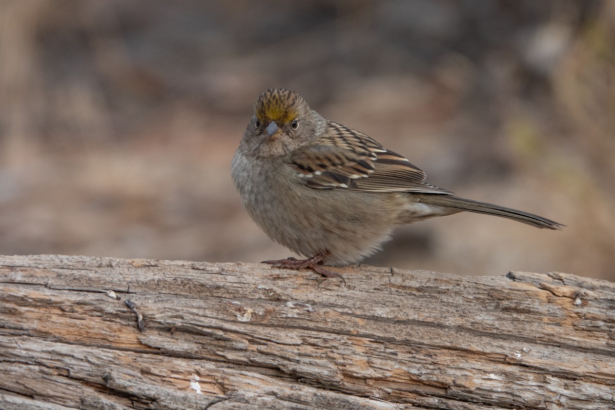 Golden-crowned Sparrow - Neil Bjorklund