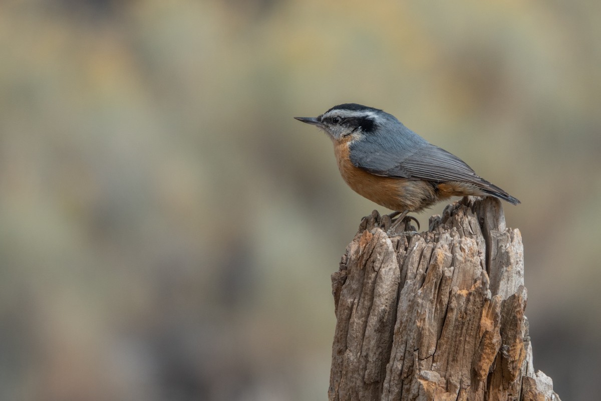 Red-breasted Nuthatch - ML265563911
