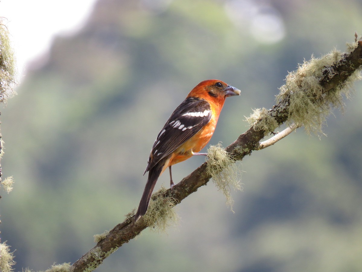 Flame-colored Tanager - Alec Humann