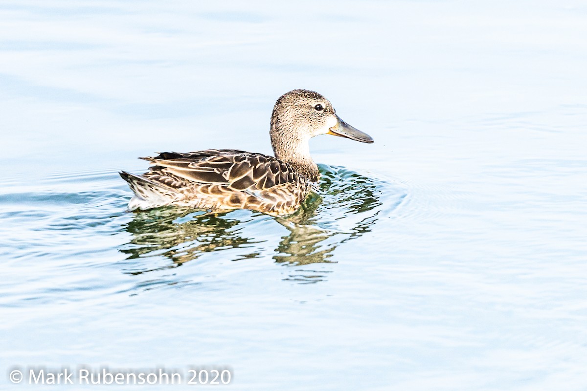 Blue-winged Teal - ML265564921