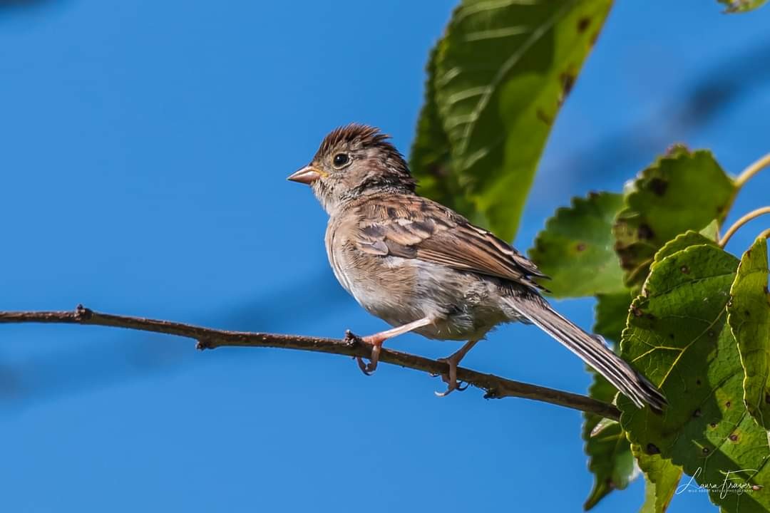 Field Sparrow - ML265568641