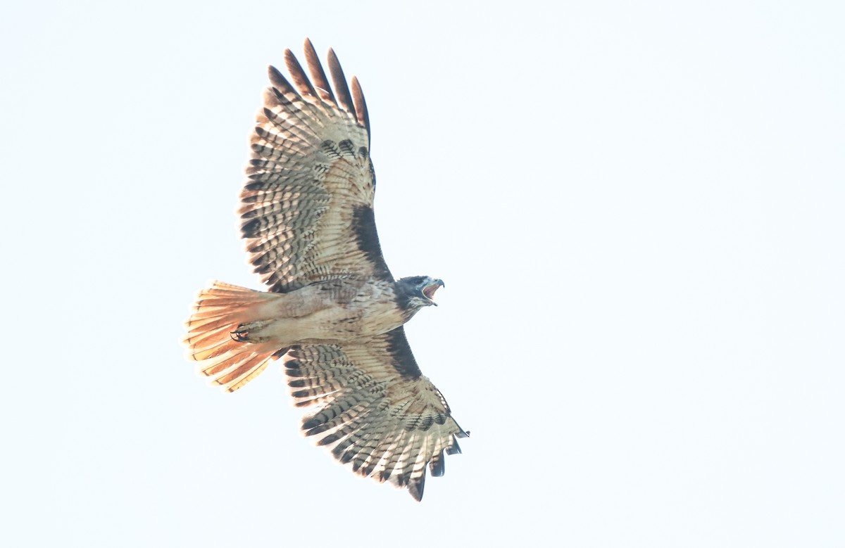Red-tailed Hawk (calurus/alascensis) - ML265570351
