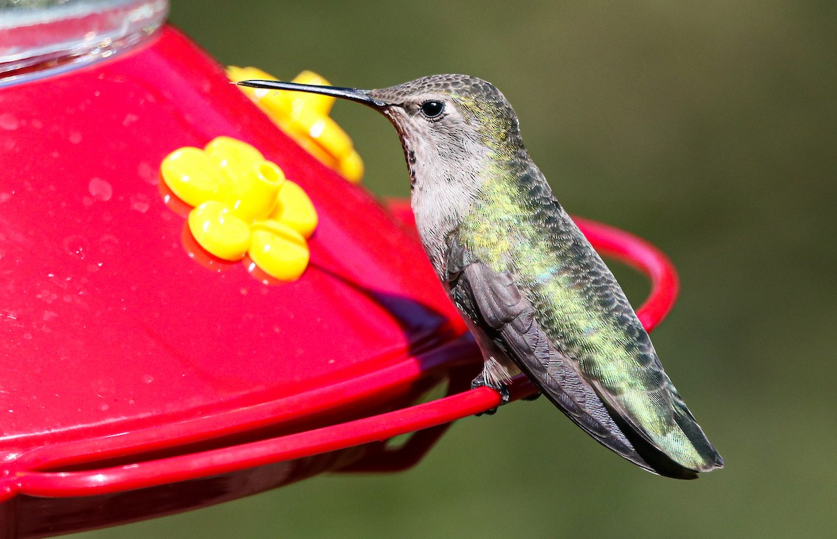 Anna's Hummingbird - ML265570401