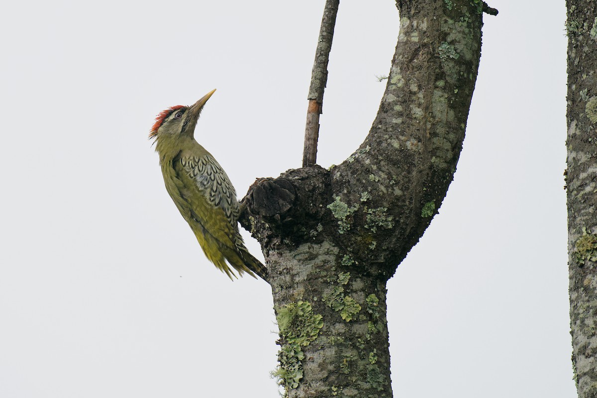Scaly-bellied Woodpecker - ML265571281