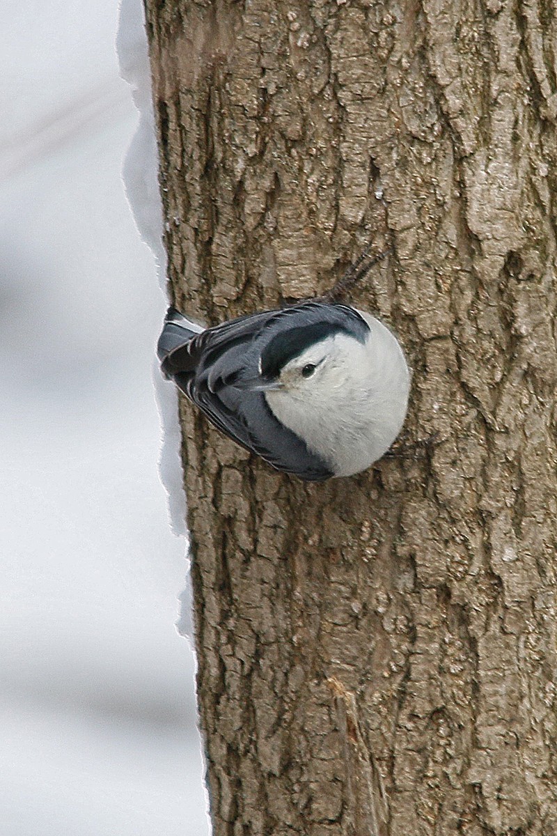White-breasted Nuthatch - Angela  Lleras
