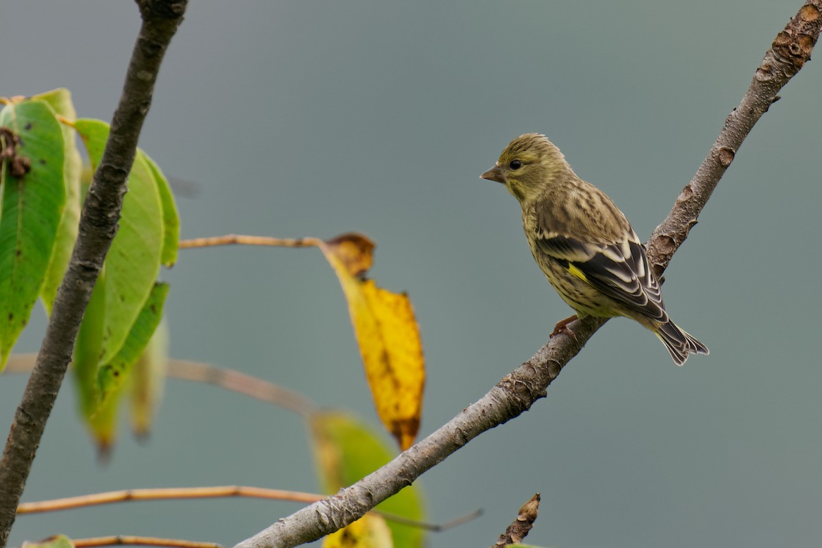 Yellow-breasted Greenfinch - ML265571351