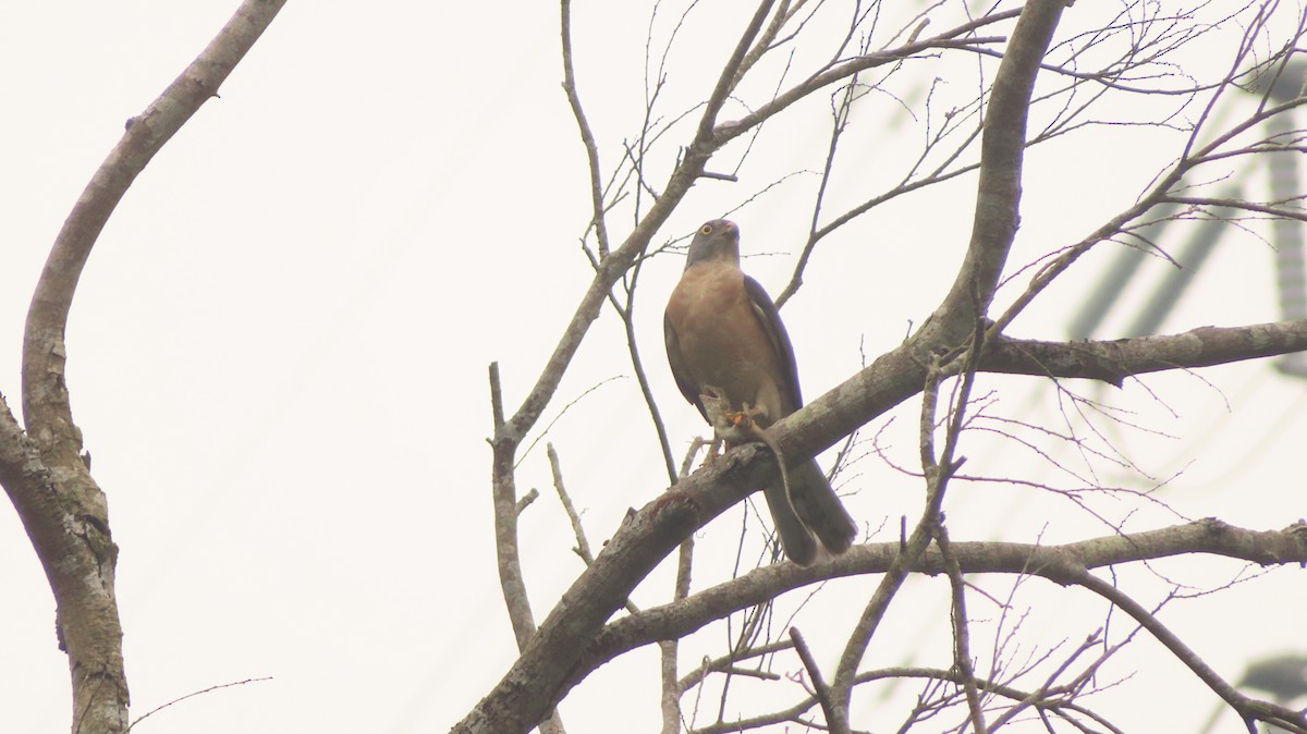 Chinese Sparrowhawk - ML265571821