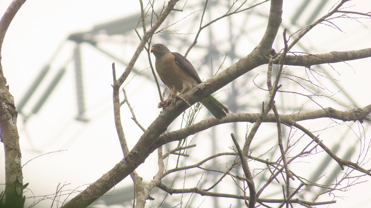 Chinese Sparrowhawk - ML265571841