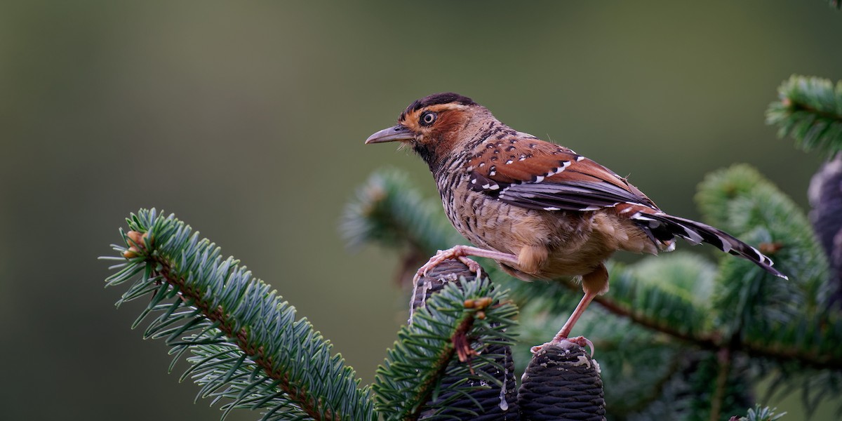 Spotted Laughingthrush - ML265572071