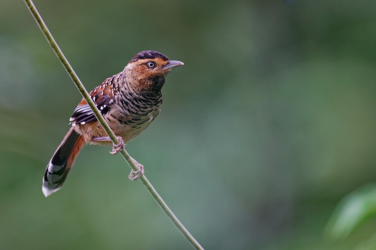 Spotted Laughingthrush - ML265572081