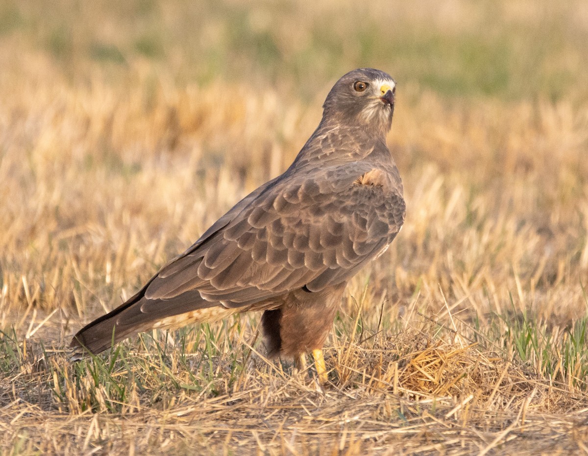 Swainson's Hawk - Russell Campbell