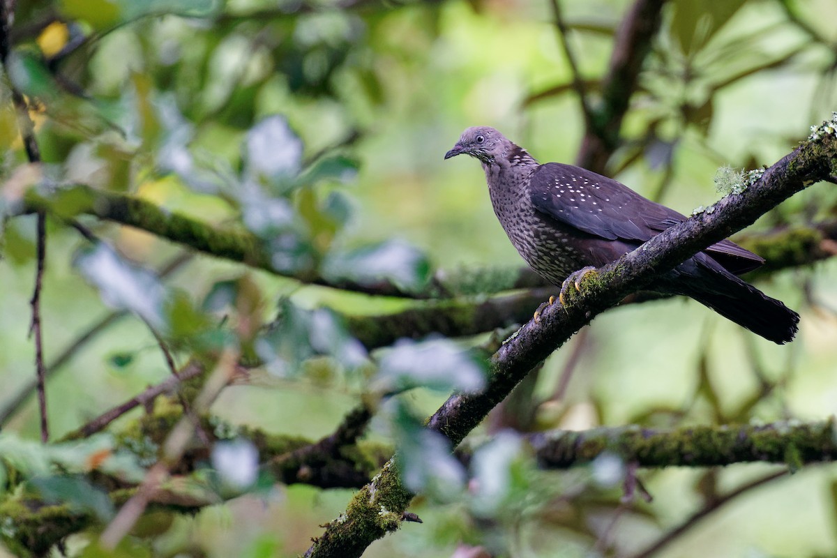Speckled Wood-Pigeon - ML265572181