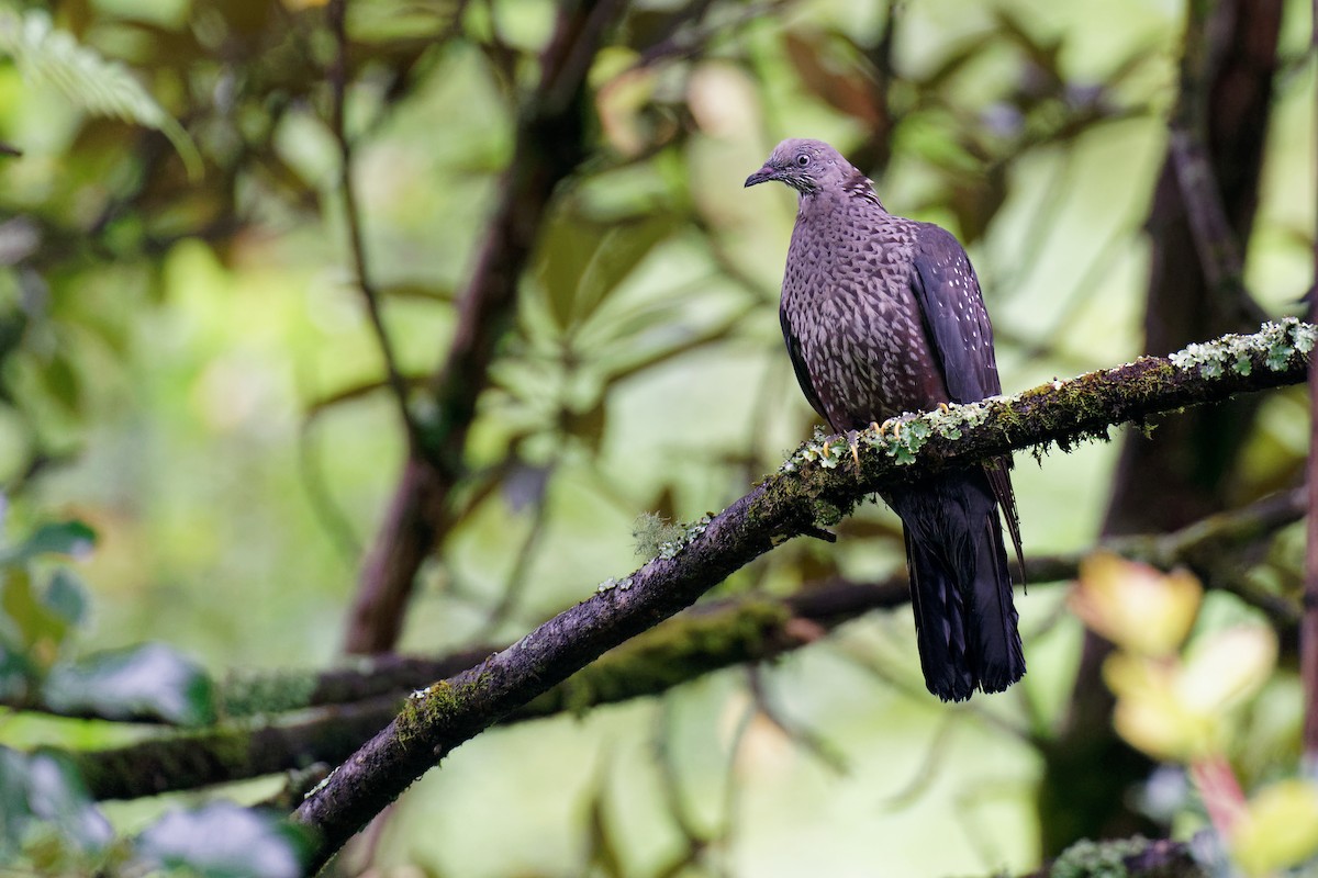 Speckled Wood-Pigeon - ML265572221