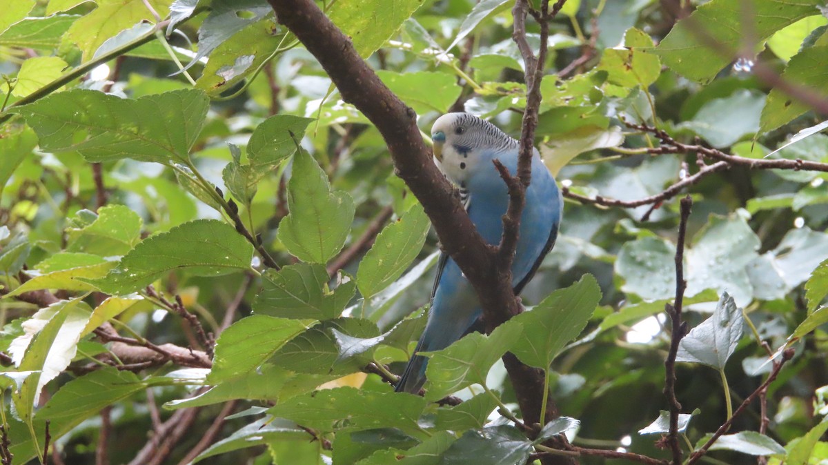 Волнистый попугайчик (Одомашенного вида) - ML265572431